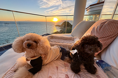 イメージ:テラスと愛犬